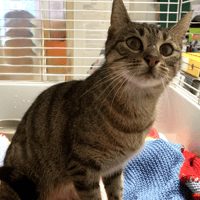 Athena, chatte à adopter