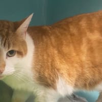 ROUXY, chat à adopter