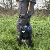 MAIDEN VAA, chien à adopter