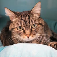 Poupoune, chatte à adopter