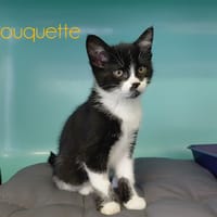CHOUQUETTE, chatte à adopter