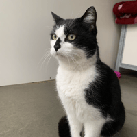 Felix, chat à adopter