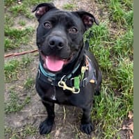 PACO HAA24687, chien à adopter