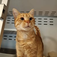 RIQUET (réservé), chat à adopter