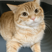 Tommy, chat à adopter