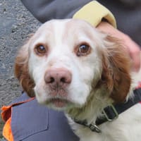 PUDDING, chien à adopter