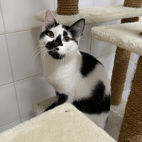 Denver, chat à adopter