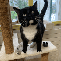 Nacho, chat à adopter