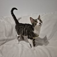 Moony, chat à adopter