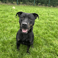 FAYA, chien à adopter