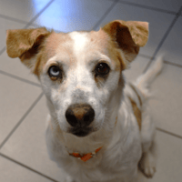 Blue, chienne à adopter