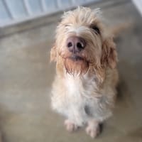 Flint, chien à adopter