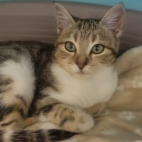 Cristaline, chatte à adopter