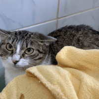 Belle, chatte à adopter