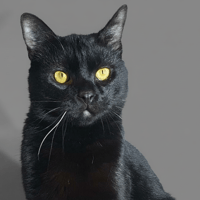 SALEM CHA17920, chat à adopter