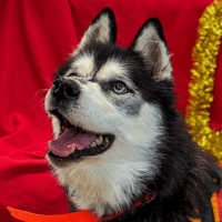 ILONA LOF, chienne à adopter