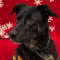 MARLEY, chien à adopter