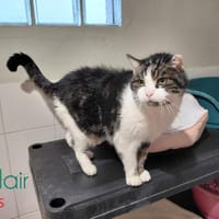 Eclair, chat à adopter