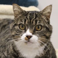 FIGARO, chat à adopter