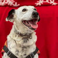 POPEYE p, chien à adopter