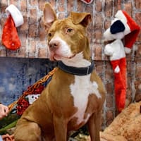 VEGA, chien à adopter