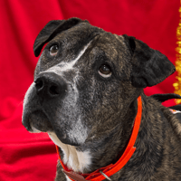 JUMP, chien à adopter