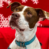 MILA, chienne à adopter