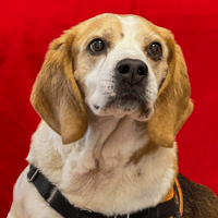 IRON, chien à adopter