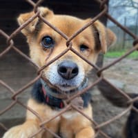 Dexter, pies do adopcji