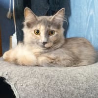 BECKY, chatte à adopter