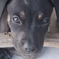 APOLLON, chiot Berger Créole mâle, chien à adopter