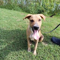 ATCHI, chiot Berger Créole mâle, chien à adopter