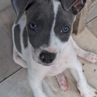 HERA, chiot Berger Créole femelle, chienne à adopter