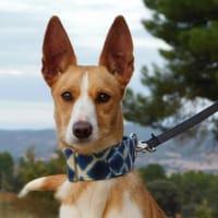 PIPER, chien à adopter