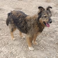 LINDA, chienne à adopter