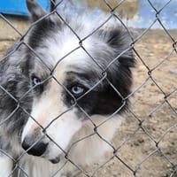 OTTO, chien à adopter