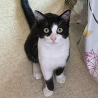 Tomy, chat à adopter