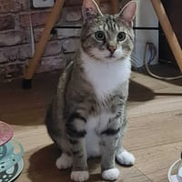 Smoke, chat à adopter