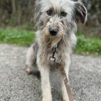 Manille, chienne à adopter