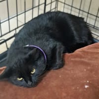 Skoda, kotka do adopcji