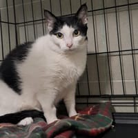 Waltornia, kotka do adopcji