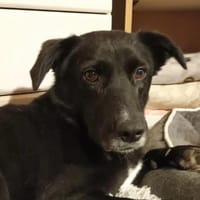 Tikva - liebt es ruhig, Hündin zur Adoption