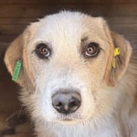 MARLON-wunderschöner Rüde, 54 cm, Hund zur Adoption