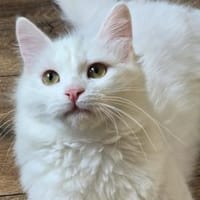 LEFKO-Kleiner Charmeur sucht sein Glück!, Kater zur Adoption