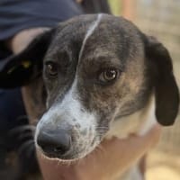 NORA-liebe, hübsche Hündin, 48 cm, Hündin zur Adoption