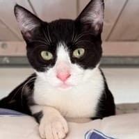 Rocky..., Kater zur Adoption