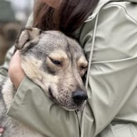 Lida -Sanfte, junge Hündin sucht Zuhause, Hündin zur Adoption