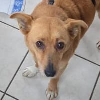 RHIANNA ist zauberhaft, Hündin zur Adoption