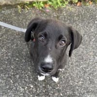 Buddy - kleiner Held sucht Dich!, Hund zur Adoption