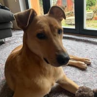 Lena sucht dringend liebevolles Zuhause, Hündin zur Adoption